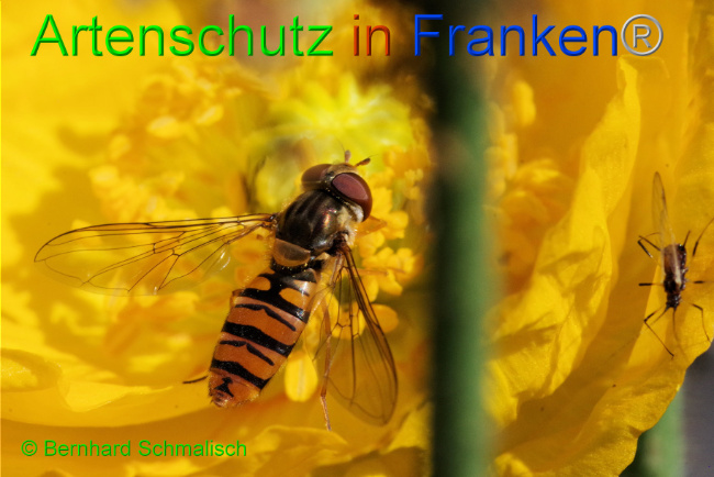 © Artenschutz in Franken® / Bernhard Schmalisch Bild zum Eintrag (1093426-160)