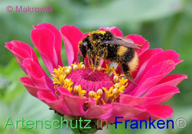 © Artenschutz in Franken® / Makrowilli Bild zum Eintrag (1093468-160)