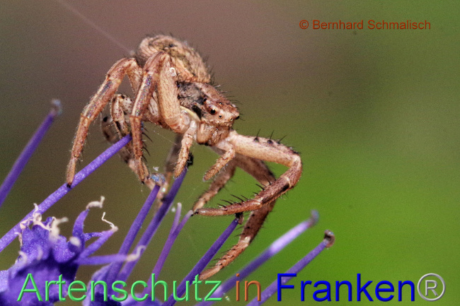 © Artenschutz in Franken® / Bernhard Schmalisch Bild zum Eintrag (1093509-160)