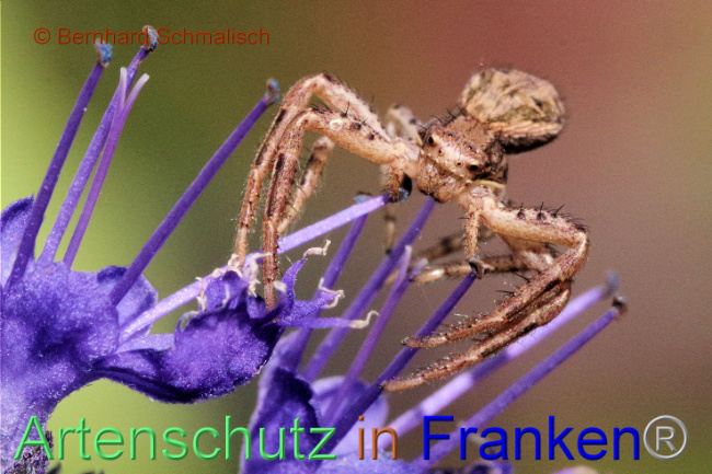 © Artenschutz in Franken® / Bernhard Schmalisch Bild zum Eintrag (1093510-160)