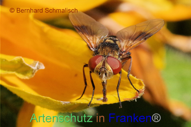 © Artenschutz in Franken® / Bernhard Schmalisch Bild zum Eintrag (1093518-160)