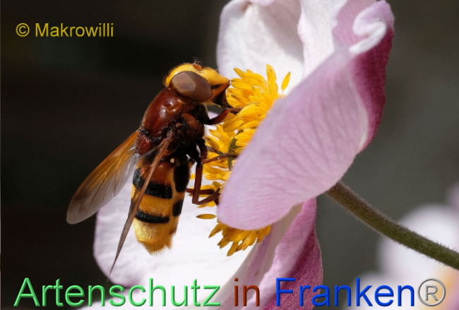 © Artenschutz in Franken® / Makrowilli Bild zum Eintrag (1093555-160)
