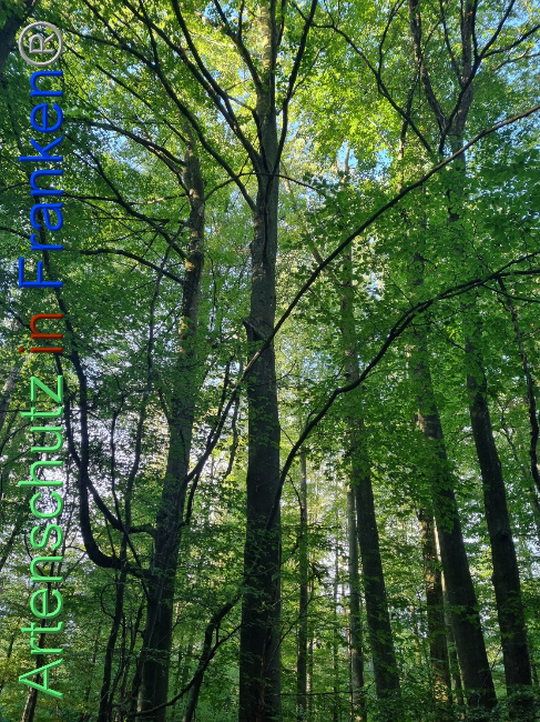 © Artenschutz in Franken® Bild zum Eintrag (1093618-160)
