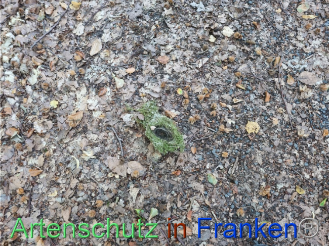 © Artenschutz in Franken® Bild zum Eintrag (1093619-160)