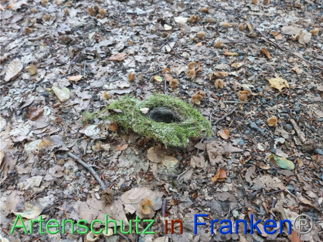 © Artenschutz in Franken® Bild zum Eintrag (1093620-160)