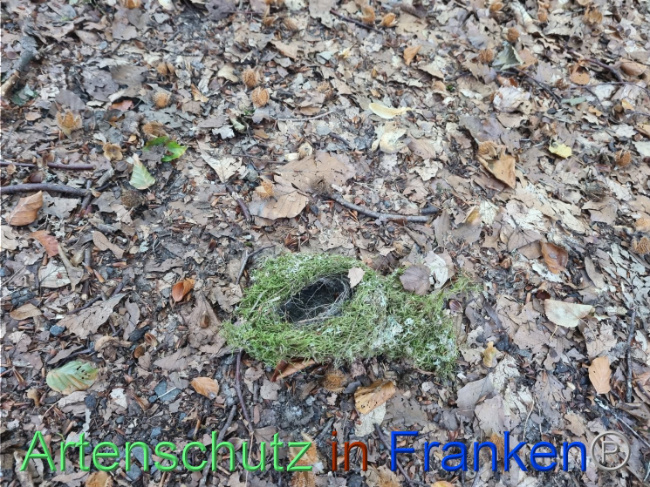 © Artenschutz in Franken® Bild zum Eintrag (1093621-160)