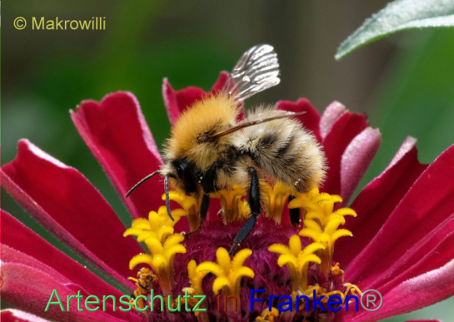 © Artenschutz in Franken® / Makrowilli Bild zum Eintrag (1093863-160)