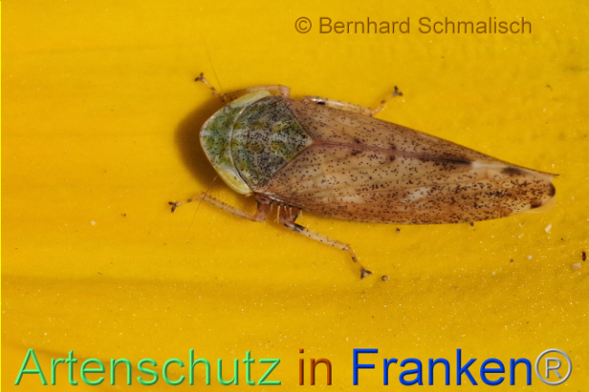 © Artenschutz in Franken® / Bernhard Schmalisch Bild zum Eintrag (1093985-160)