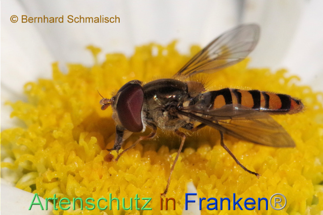 © Artenschutz in Franken® / Bernhard Schmalisch Bild zum Eintrag (1093991-160)