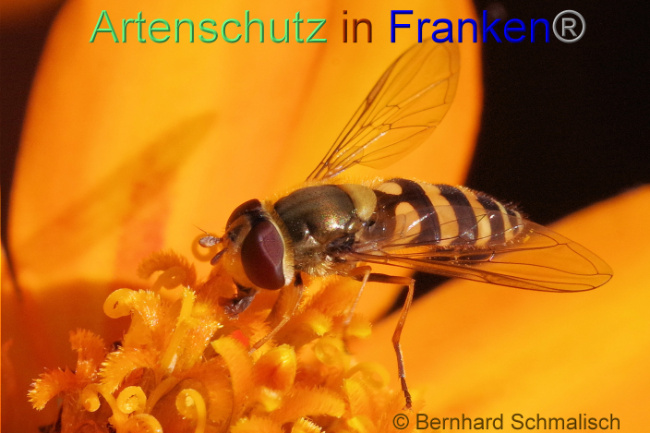 © Artenschutz in Franken® / Bernhard Schmalisch Bild zum Eintrag (1094337-160)