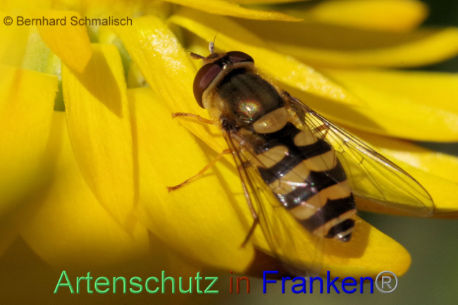 © Artenschutz in Franken® / Bernhard Schmalisch Bild zum Eintrag (1094338-160)