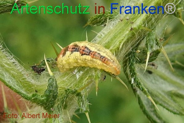 Copyright AiF - Albert Meier Bild zum Eintrag (1094340-160)