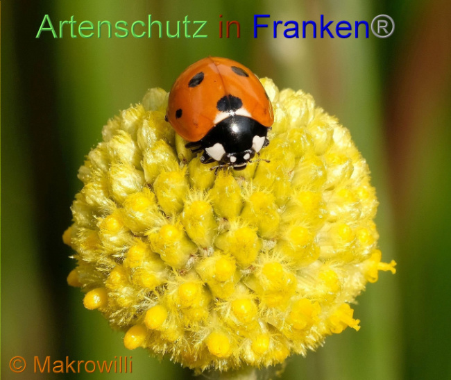 © Artenschutz in Franken® / Makrowilli Bild zum Eintrag (1094365-160)