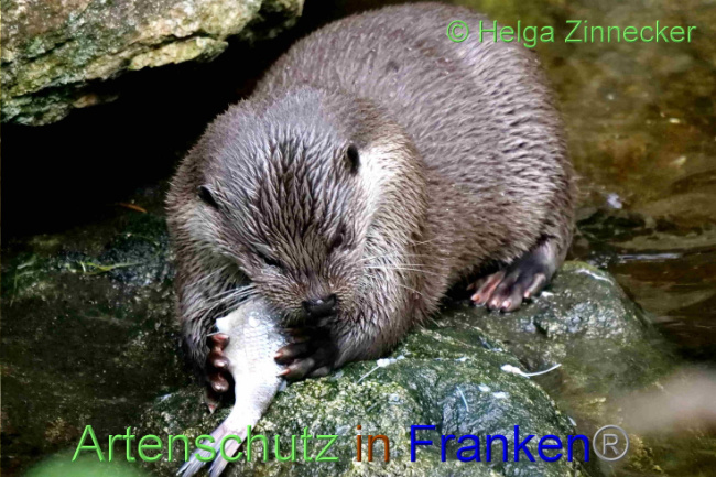 © Artenschutz in Franken® / Helga Zinnecker Bild zum Eintrag (1094426-160)