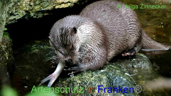 © Artenschutz in Franken® / Helga Zinnecker Bild zum Eintrag (1094427-160)