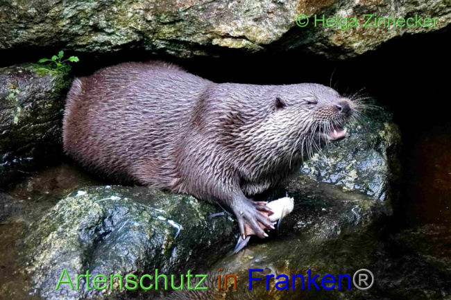 © Artenschutz in Franken® / Helga Zinnecker Bild zum Eintrag (1094429-160)