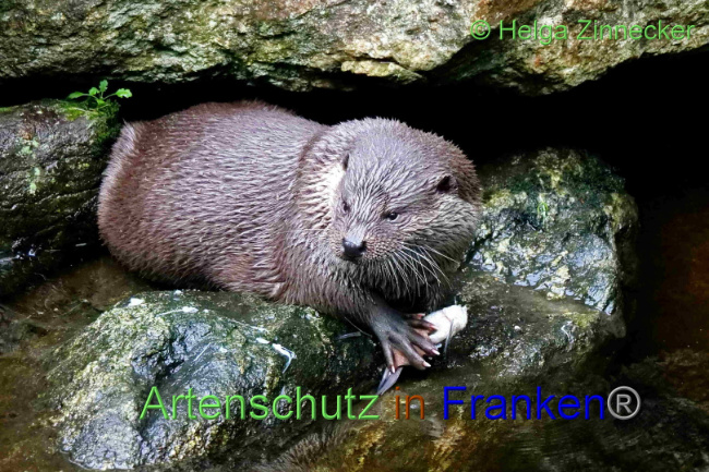 © Artenschutz in Franken® / Helga Zinnecker Bild zum Eintrag (1094430-160)