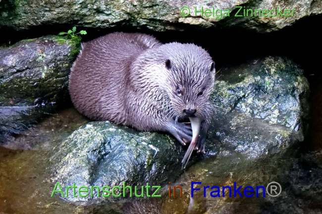 © Artenschutz in Franken® / Helga Zinnecker Bild zum Eintrag (1094431-160)