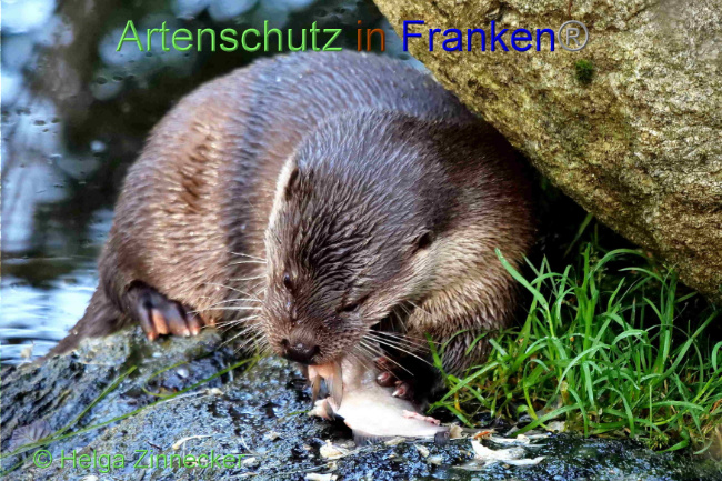 © Artenschutz in Franken® / Helga Zinnecker Bild zum Eintrag (1094433-160)