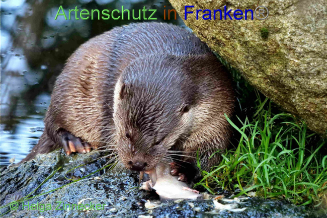 © Artenschutz in Franken® / Helga Zinnecker Bild zum Eintrag (1094434-160)