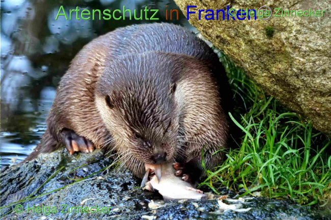 © Artenschutz in Franken® / Helga Zinnecker Bild zum Eintrag (1094435-160)