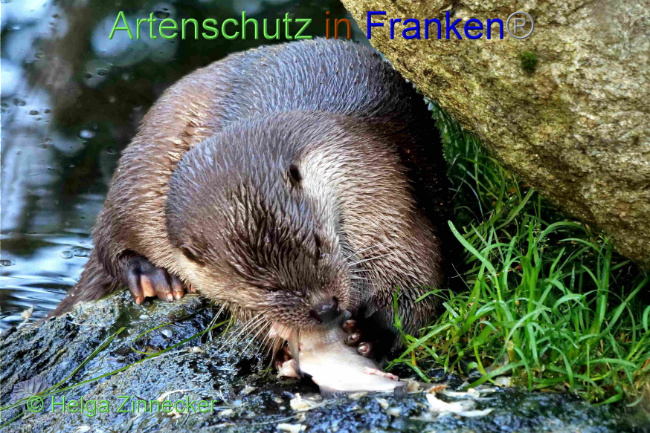 © Artenschutz in Franken® / Helga Zinnecker Bild zum Eintrag (1094437-160)