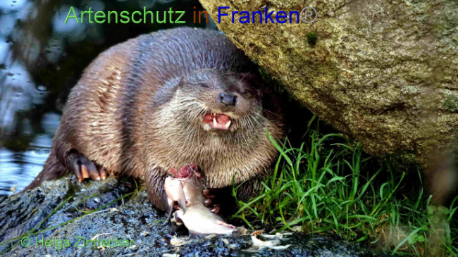 © Artenschutz in Franken® / Helga Zinnecker Bild zum Eintrag (1094438-160)
