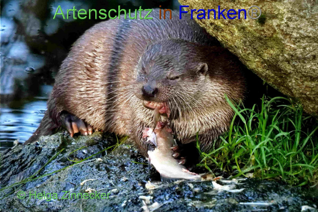 © Artenschutz in Franken® / Helga Zinnecker Bild zum Eintrag (1094439-160)
