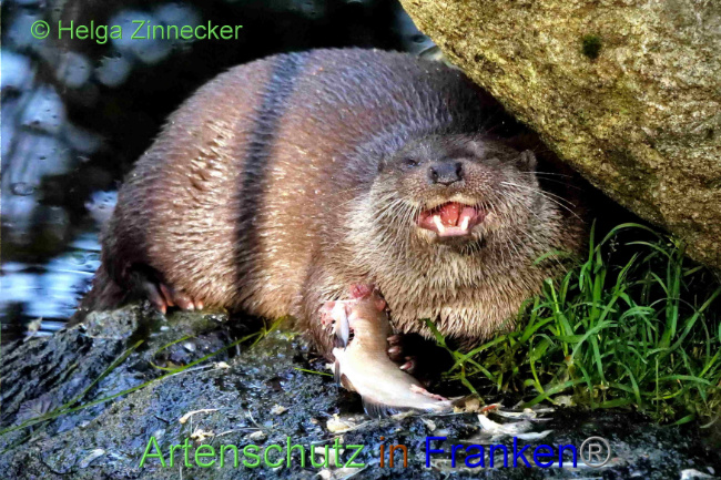 © Artenschutz in Franken® / Helga Zinnecker Bild zum Eintrag (1094445-160)