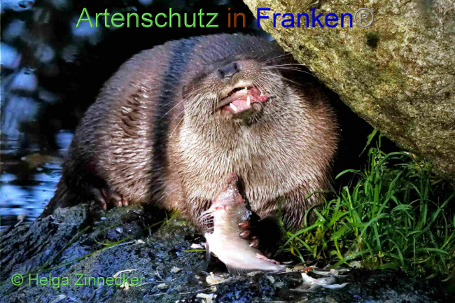 © Artenschutz in Franken® / Helga Zinnecker Bild zum Eintrag (1094447-160)