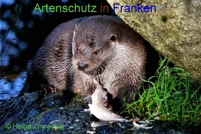 © Artenschutz in Franken® / Helga Zinnecker Bild zum Eintrag (1094451-160)