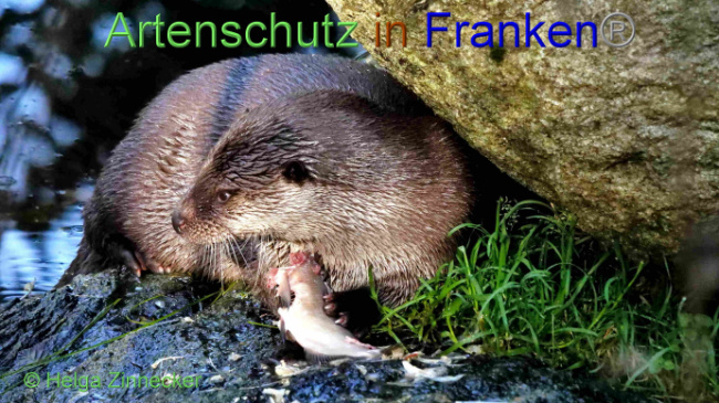 © Artenschutz in Franken® / Helga Zinnecker Bild zum Eintrag (1094455-160)