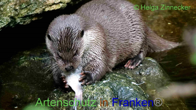 © Artenschutz in Franken® / Helga Zinnecker Bild zum Eintrag (1094456-160)