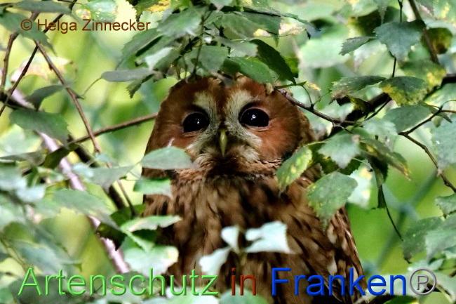 © Artenschutz in Franken® / Helga Zinnecker Bild zum Eintrag (1094565-160)
