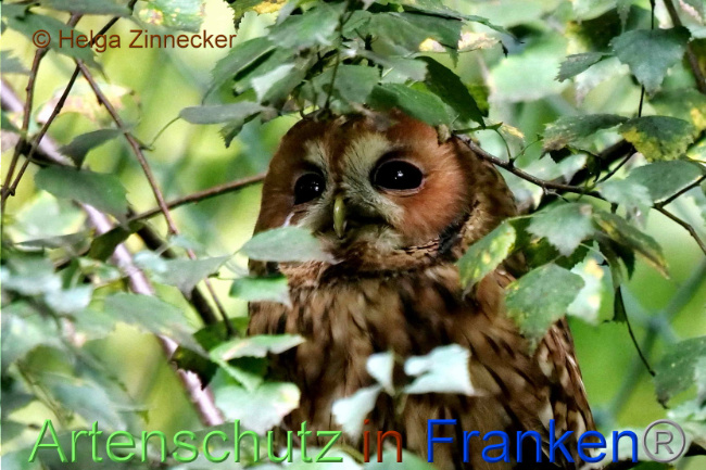 © Artenschutz in Franken® / Helga Zinnecker Bild zum Eintrag (1094566-160)