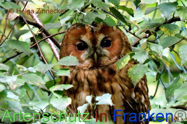 © Artenschutz in Franken® / Helga Zinnecker Bild zum Eintrag (1094567-160)