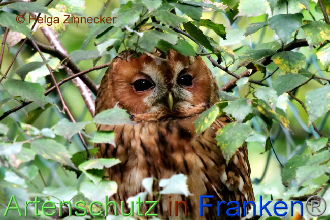 © Artenschutz in Franken® / Helga Zinnecker Bild zum Eintrag (1094569-160)