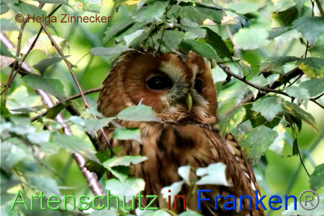 © Artenschutz in Franken® / Helga Zinnecker Bild zum Eintrag (1094570-160)