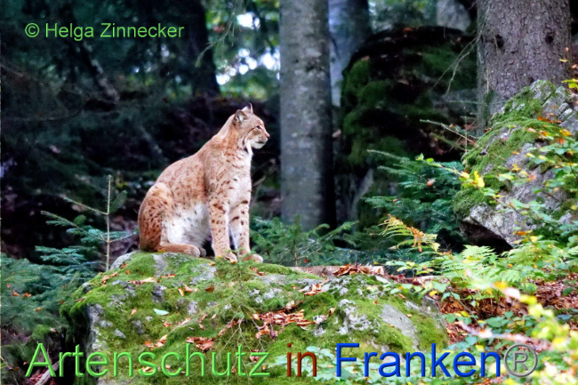 © Artenschutz in Franken® / Helga Zinnecker Bild zum Eintrag (1094582-160)