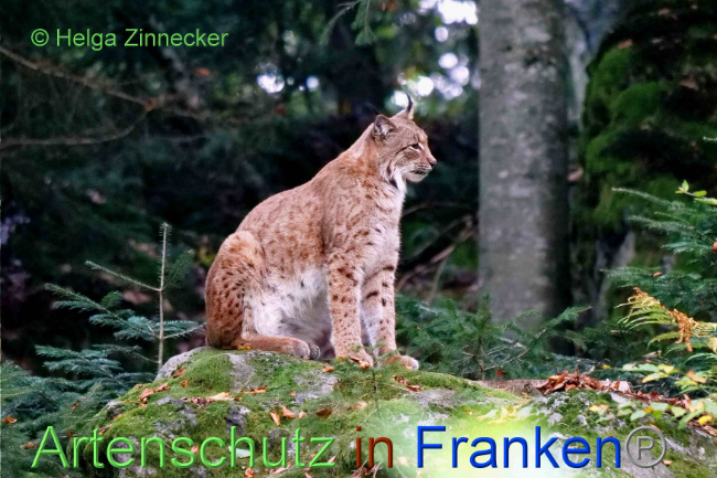 © Artenschutz in Franken® / Helga Zinnecker Bild zum Eintrag (1094583-160)