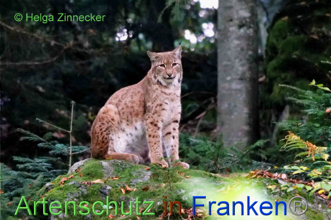 © Artenschutz in Franken® / Helga Zinnecker Bild zum Eintrag (1094585-160)