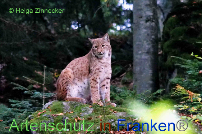 © Artenschutz in Franken® / Helga Zinnecker Bild zum Eintrag (1094586-160)