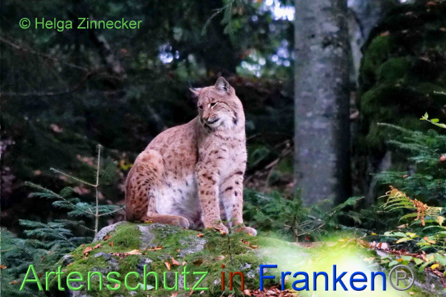 © Artenschutz in Franken® / Helga Zinnecker Bild zum Eintrag (1094587-160)