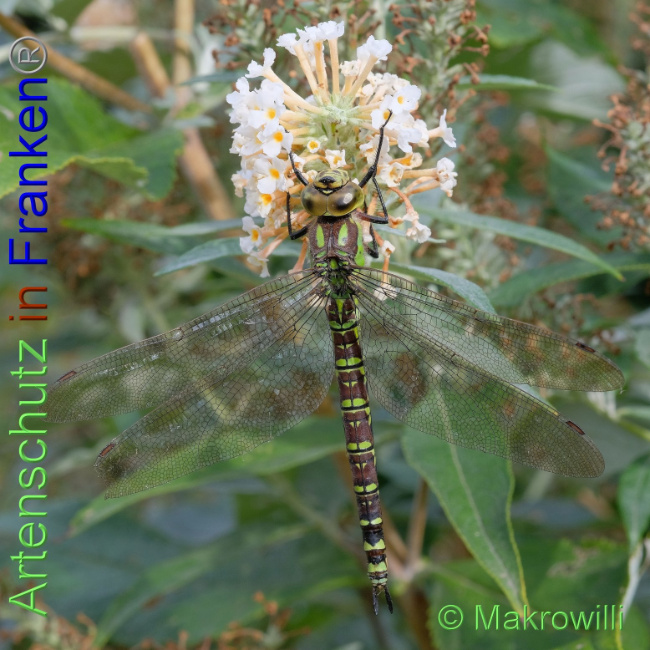 © Artenschutz in Franken® / Makrowilli Bild zum Eintrag (1094646-160)