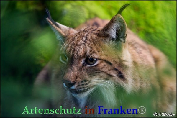 Copyright AiF Johannes Rother Bild zum Eintrag (1094745-160)