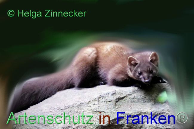 © Artenschutz in Franken® / Helga Zinnecker Bild zum Eintrag (1095105-160)