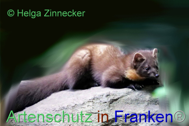 © Artenschutz in Franken® / Helga Zinnecker Bild zum Eintrag (1095106-160)