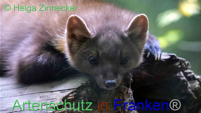 © Artenschutz in Franken® / Helga Zinnecker Bild zum Eintrag (1095107-160)