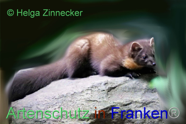 © Artenschutz in Franken® / Helga Zinnecker Bild zum Eintrag (1095109-160)