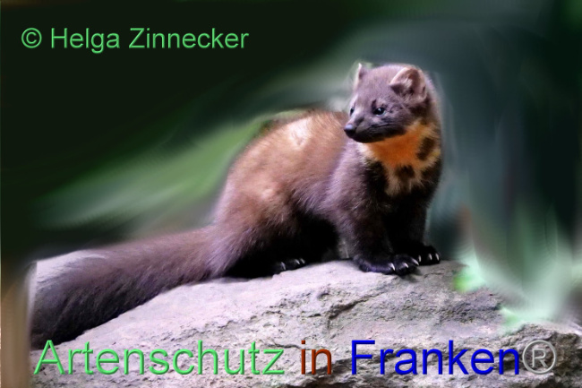 © Artenschutz in Franken® / Helga Zinnecker Bild zum Eintrag (1095110-160)